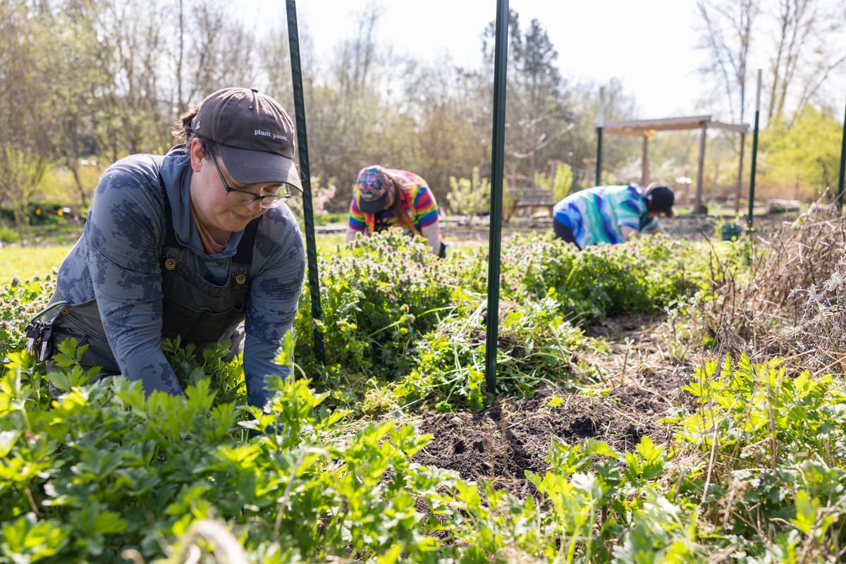 Tilth Alliance raises money for southeast Seattle urban farm