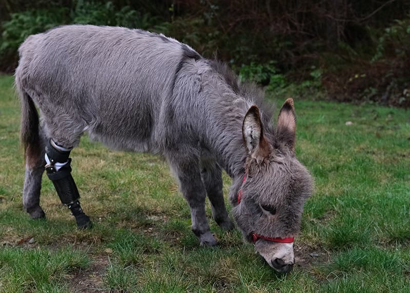 Nate’s Notes: Donkey loses a leg and gets a prosthetic, Washington Conservation Commission's Disaster Assistance Fund lacks dollars, and more