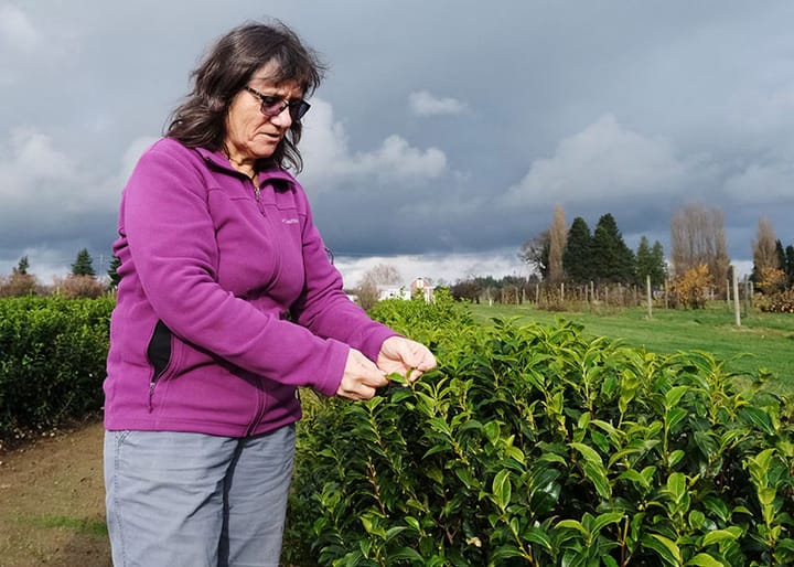 Figuring out how to make tea thrive in Washington