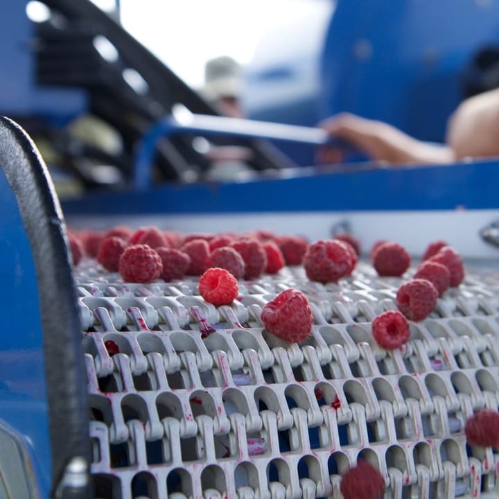 Washington works to open exports of red raspberries to South Korea
